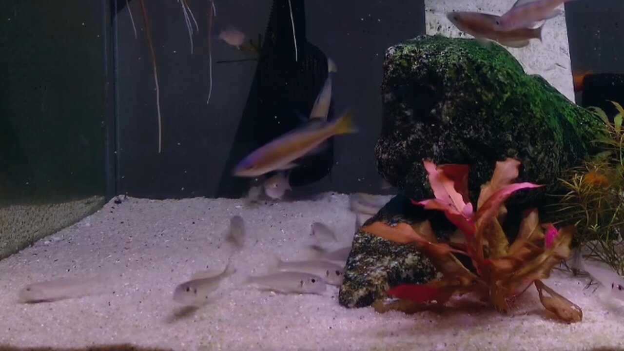 Xenotilapia Ochrogenys and Cyprichromis Microlepidotus 'Mboko"