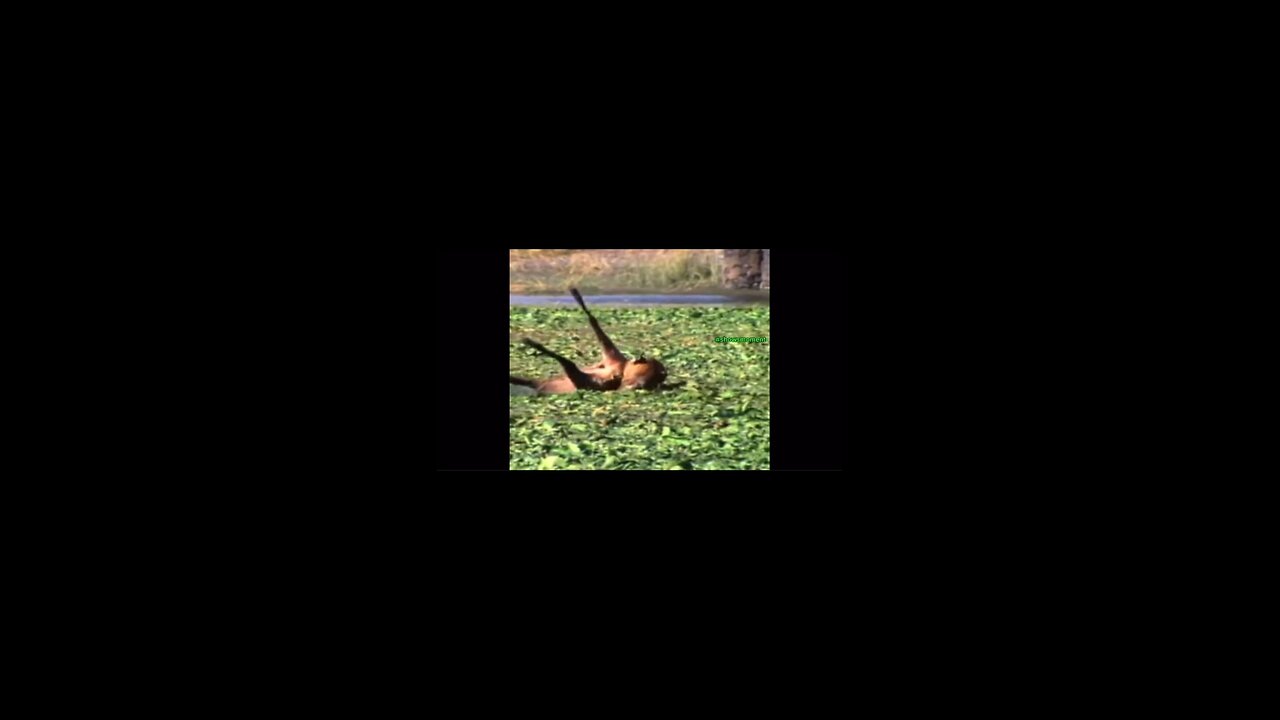What happens when Tiger hunts in water