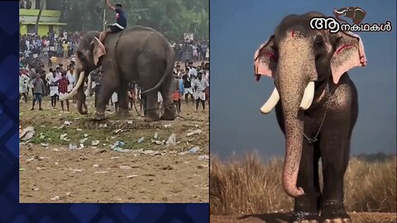റോബോട്ട് ആനകളെ ഇനി എന്ത് ചെയ്യും_ _ New Elephants from bihar to kerala _ sree 4 elephant new episode