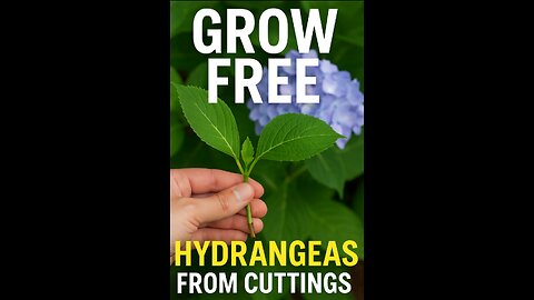 Grow FREE Hydrangeas(hortensia) from Cuttings
