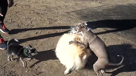 I Filmed My Dog Whenever He Cried Or Was Nasty For 24 Hours