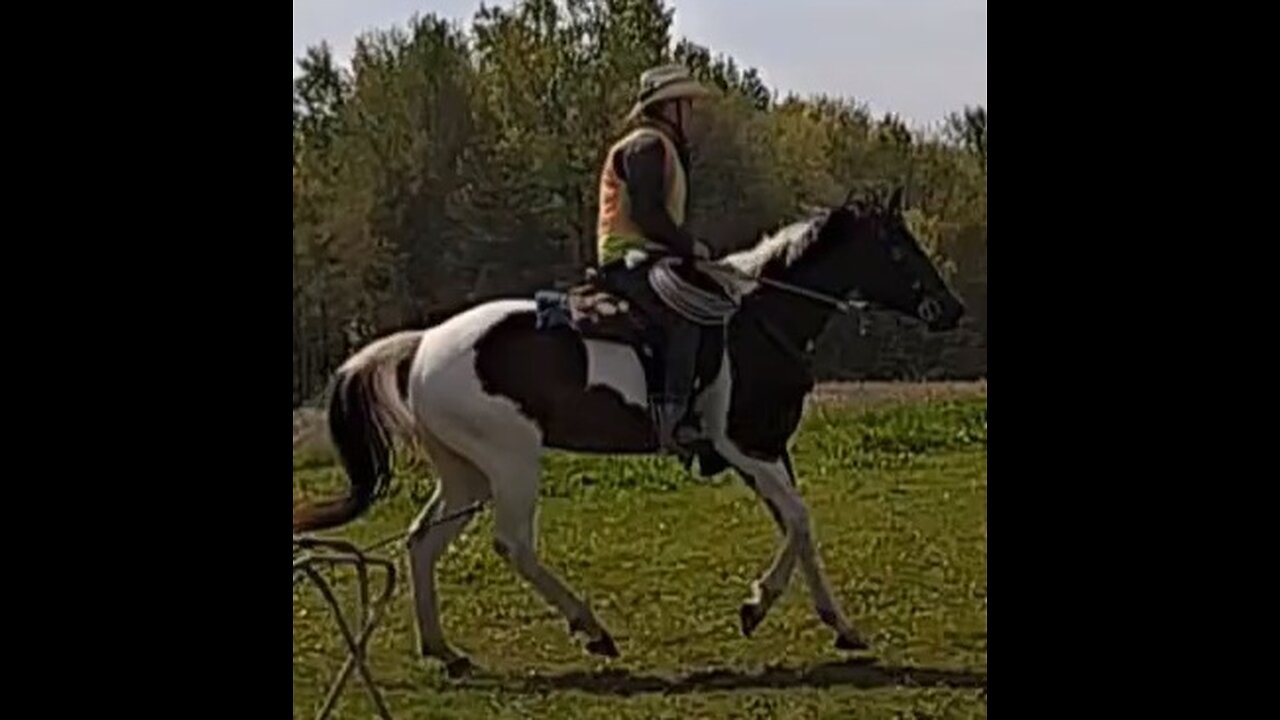 Oakley - seventh ride - sixth ride under saddle 12 May 2025