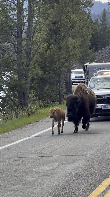 Baby Buffalo Traffic Jam in Yellowstone National Park
