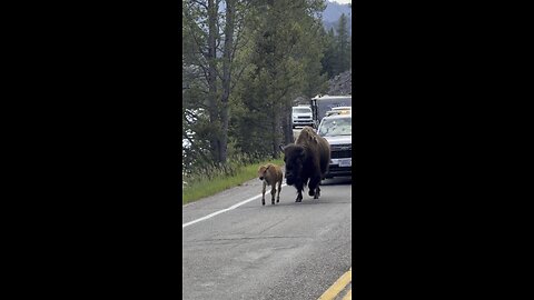 Baby Buffalo Traffic Jam in Yellowstone National Park