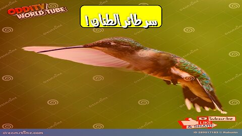 أسرار الطائر الطنان: أصغر وأسرع طائر حقائق مذهلة! #طيور #طبيعة #حيوانات