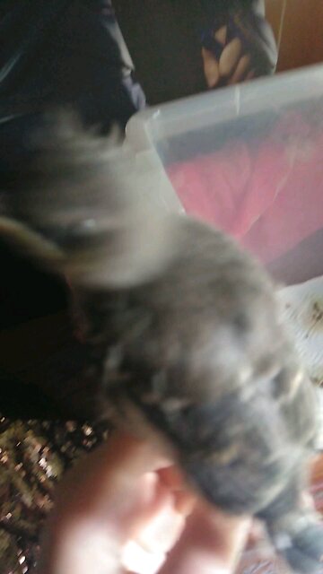 Baby birds first time hearing thunder