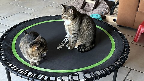 Brotherly play