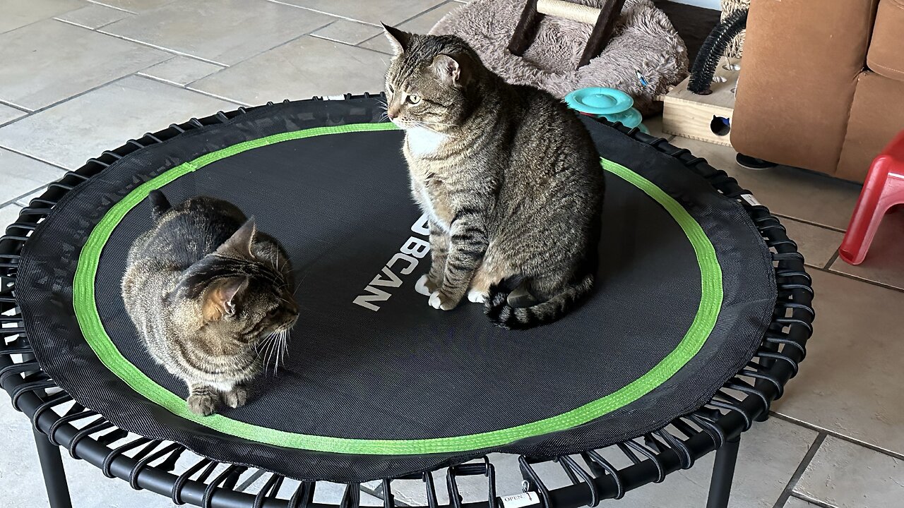 Brotherly play
