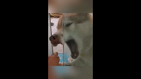 Puppy Fails