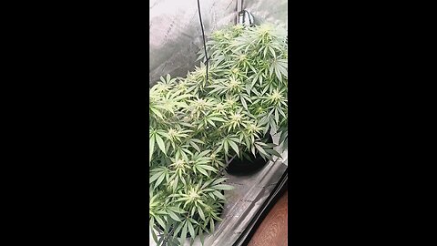 Wedding cheesecake week 12 day 4