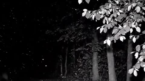 Something Rushed My Security Camera Last Night #cctv #cctvfootage #securitycamera #lion