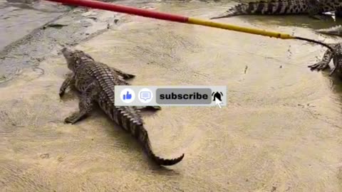 Man Stuns Crocodile Instantly with a Stick at Crocodile Farm