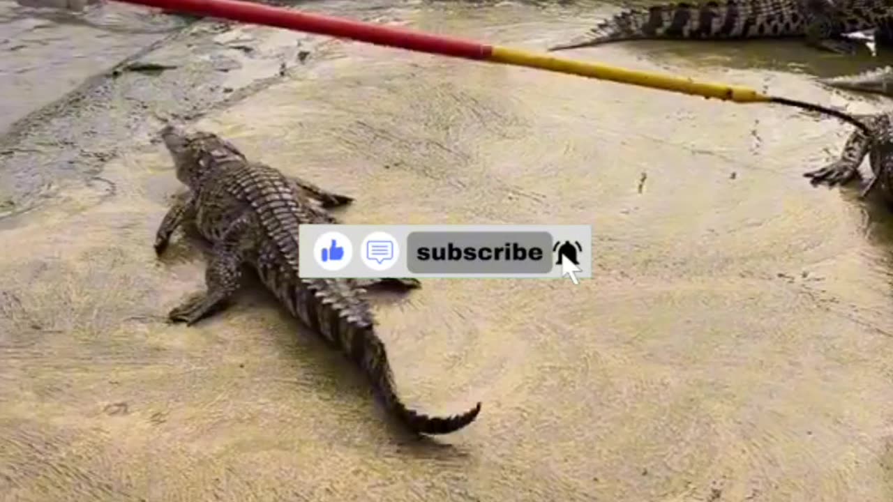 Man Stuns Crocodile Instantly with a Stick at Crocodile Farm