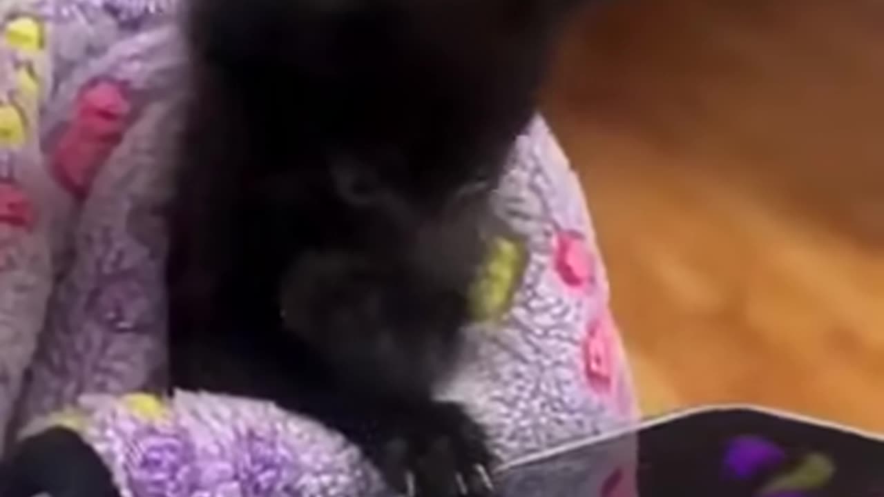 Kitten Phone Play