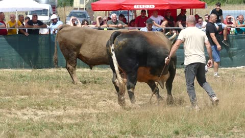 Peronja od Mandića vs Lugo od Šašana Graci 2025