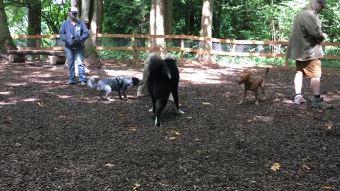 dog park hangout 39082409