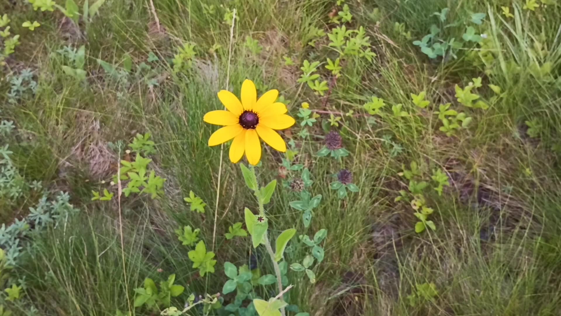 Black-eyed Susan
