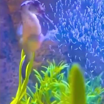 Male seahorse expelling a burst of offspring in an aquarium