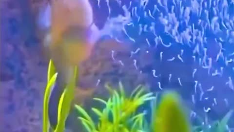 Male seahorse expelling a burst of offspring in an aquarium