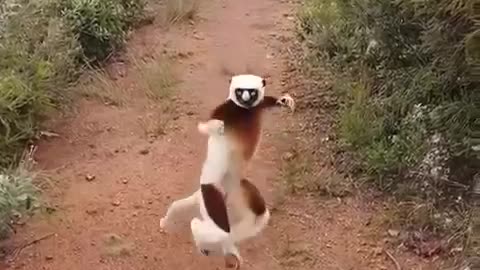 Funny monkey