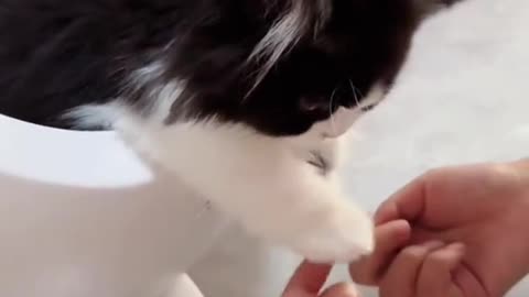 Paws & Whiskes🐾