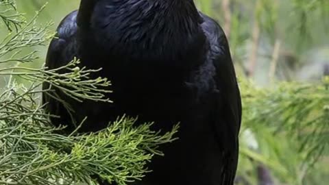 MERCURY THE CROW