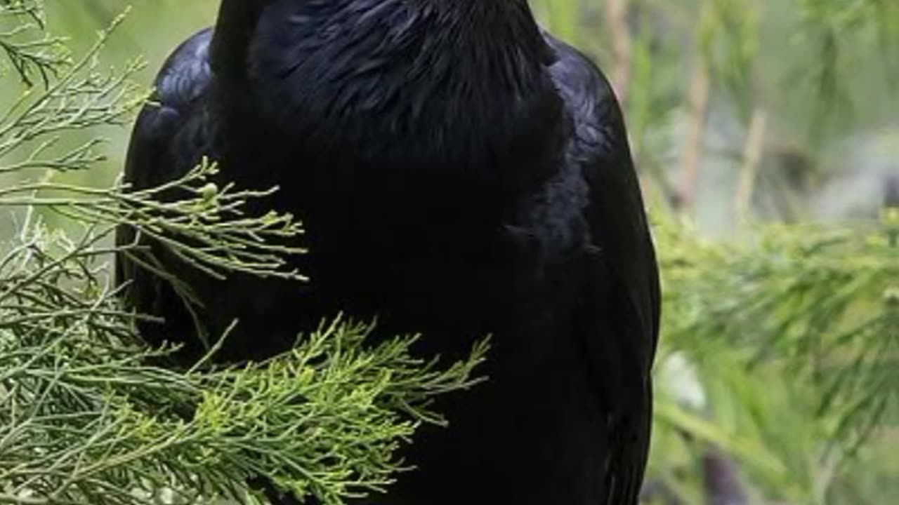 MERCURY THE CROW