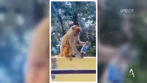 FunnyAnimals