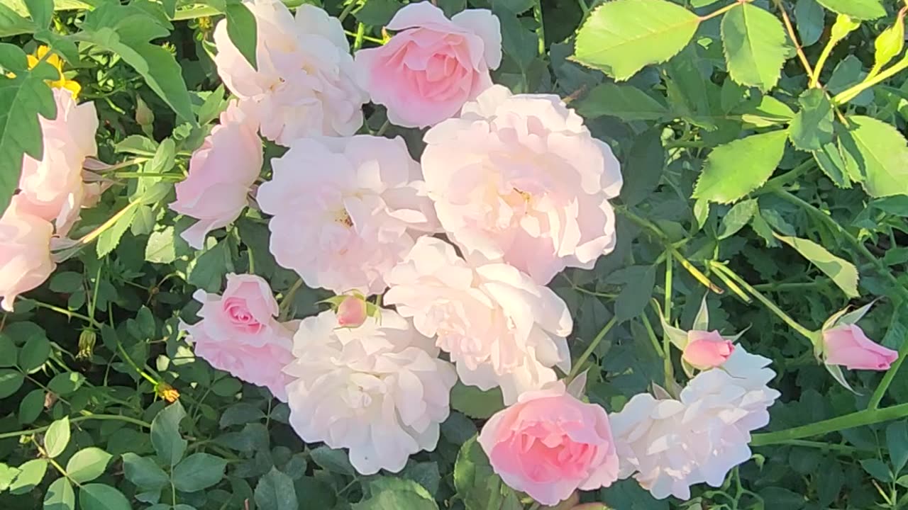 30 Minutes of Morden Blush Landscaping Rose for coffee.