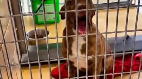 🐾❤️ Every animal deserves a happy ending, And That's Precisely What This Video Is! | FunFM