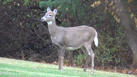 White-tailed deer