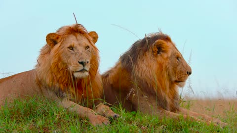 The Untold Life of the Lion Brothers | Brotherhood in the Wild | 4K UHD