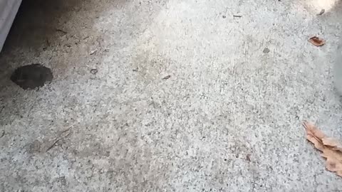 VID 20240930 142918