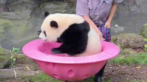 Funniest Animal Moments That Will Make You Laugh