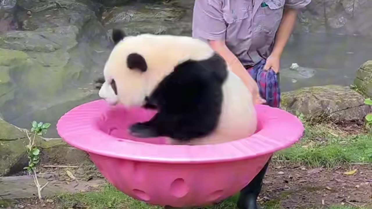 Funniest Animal Moments That Will Make You Laugh