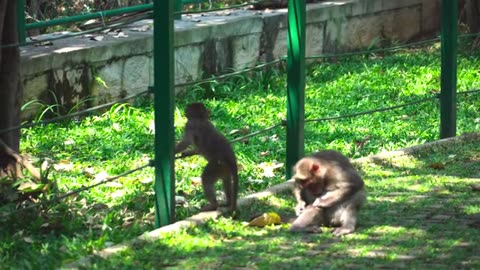 Watch the monkeys and enjoy the wonderful music P4