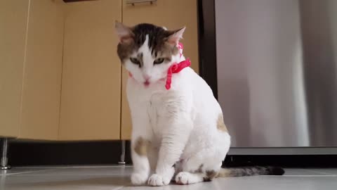 Video Of Funny Cat