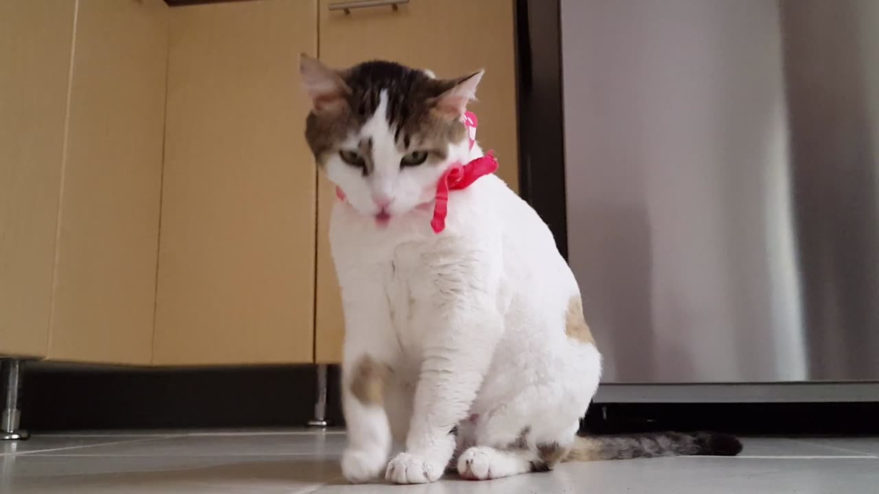 Video Of Funny Cat