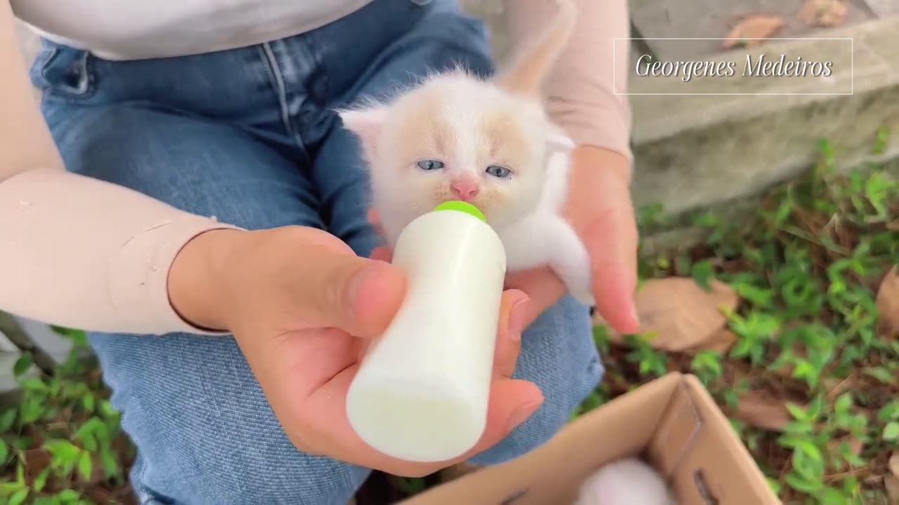 🐾 We found a litter of abandoned kittens… and changed their fate! 🐾