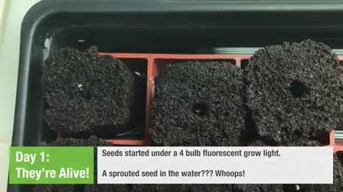 How To Germinate Lettuce Seeds for Hydroponics: Step-by-Step Guide for Beginners