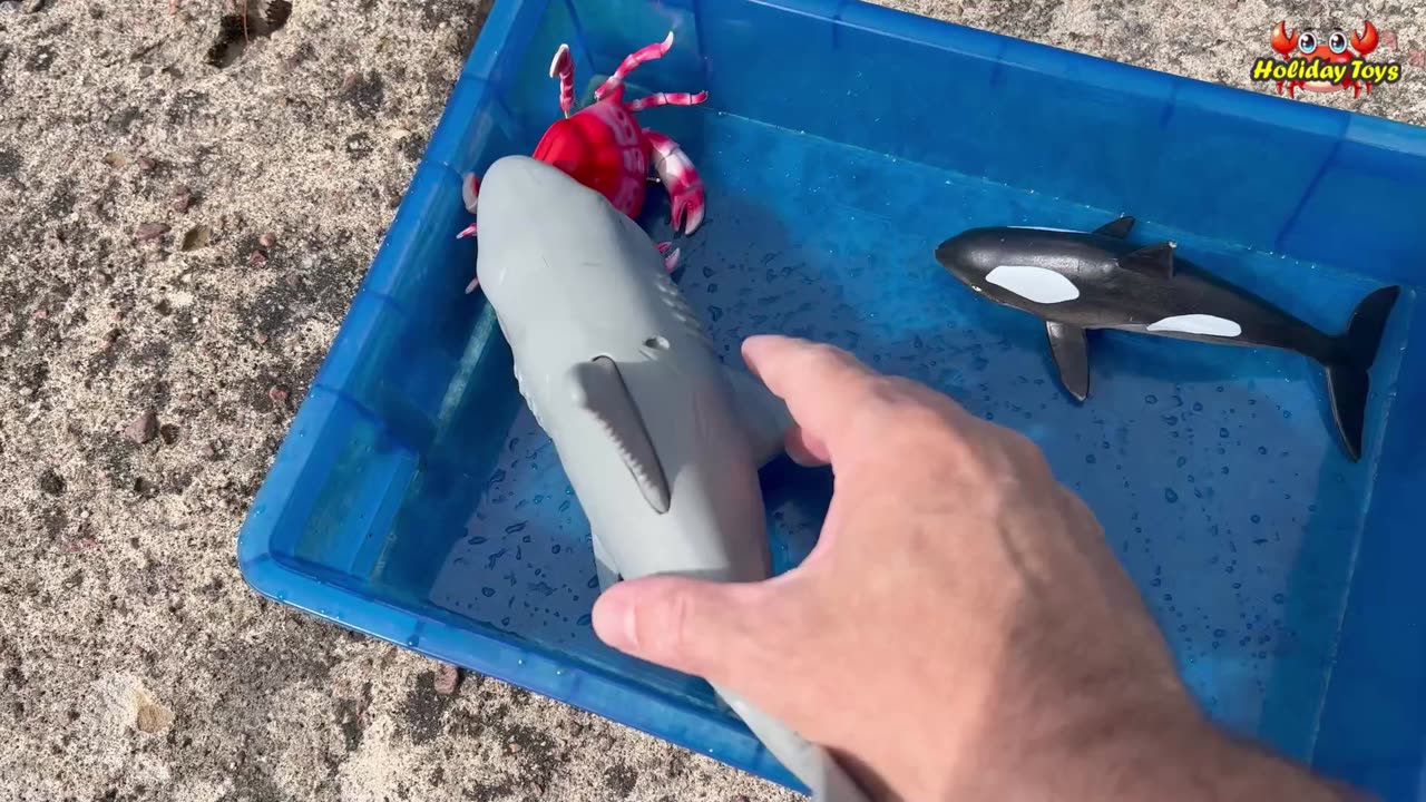 Behold the Scary Big Mouth of the Gulper Eel