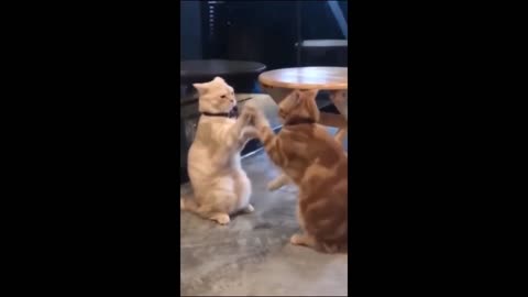 Caught on Camera: Animals Losing Their Minds 😂