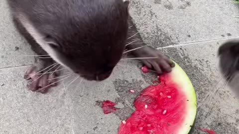 Otters Messily Eat Watermelon