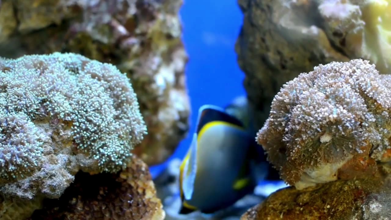 Colorful Fish Swimming in the Ocean