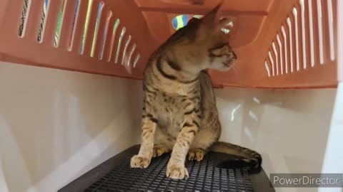 Cat Carrier Basket Review: A Fun and Safe Haven for Playful Cats