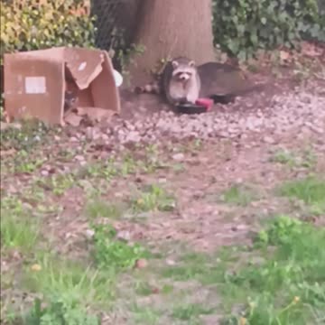 Raccoon eating