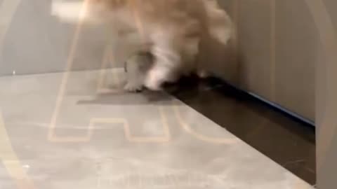Funny video