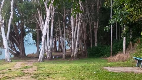 16.5.2025 Barron River Esplanade, Kuranda