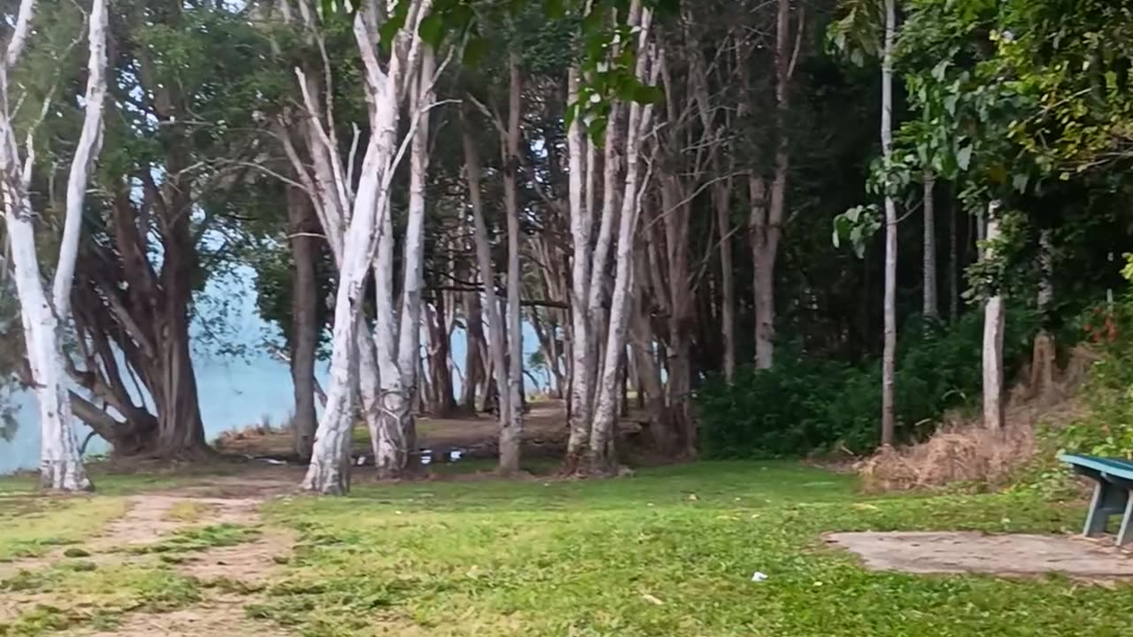 16.5.2025 Barron River Esplanade, Kuranda