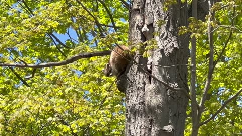 Spotted a juvenile raccoon and its nest atop a tree